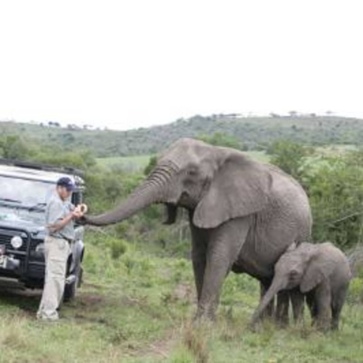 THE ELEPHANT WHISPERER - The Incredible True Story of Wild Elephants -  HubPages