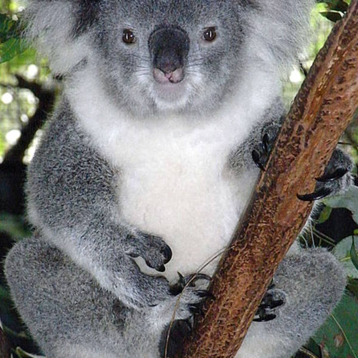 Koalas are cute, but they don't belong here