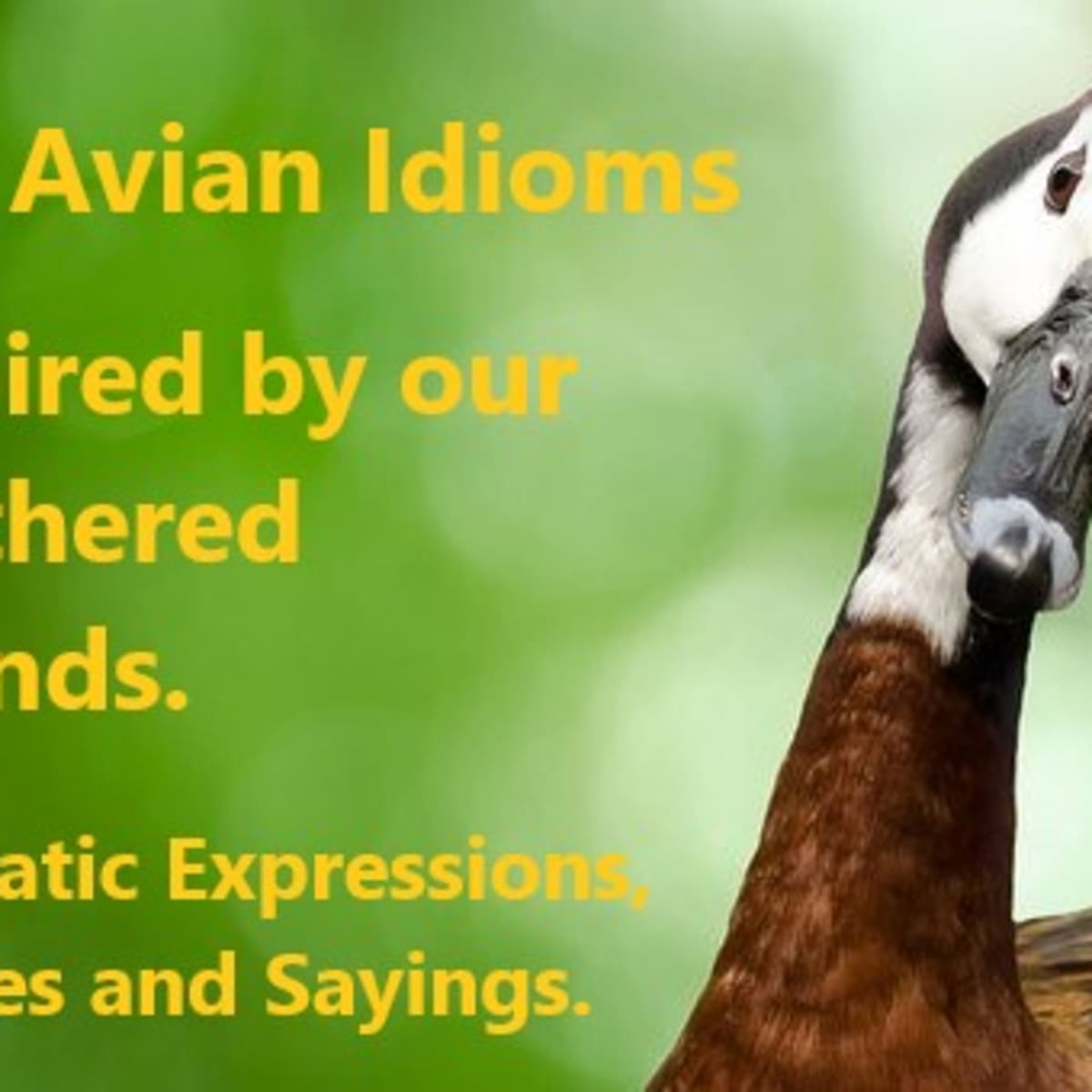 100 Everyday Avian Idioms and Phrases Inspired by Human Observation of Birds  - HubPages
