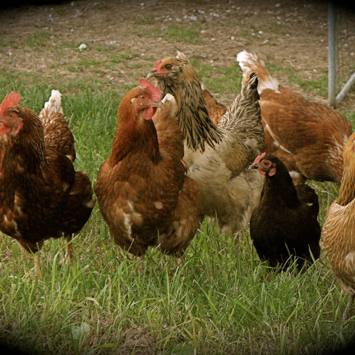 Free Range vs. Chicken Run: Which is Best for Homesteading?