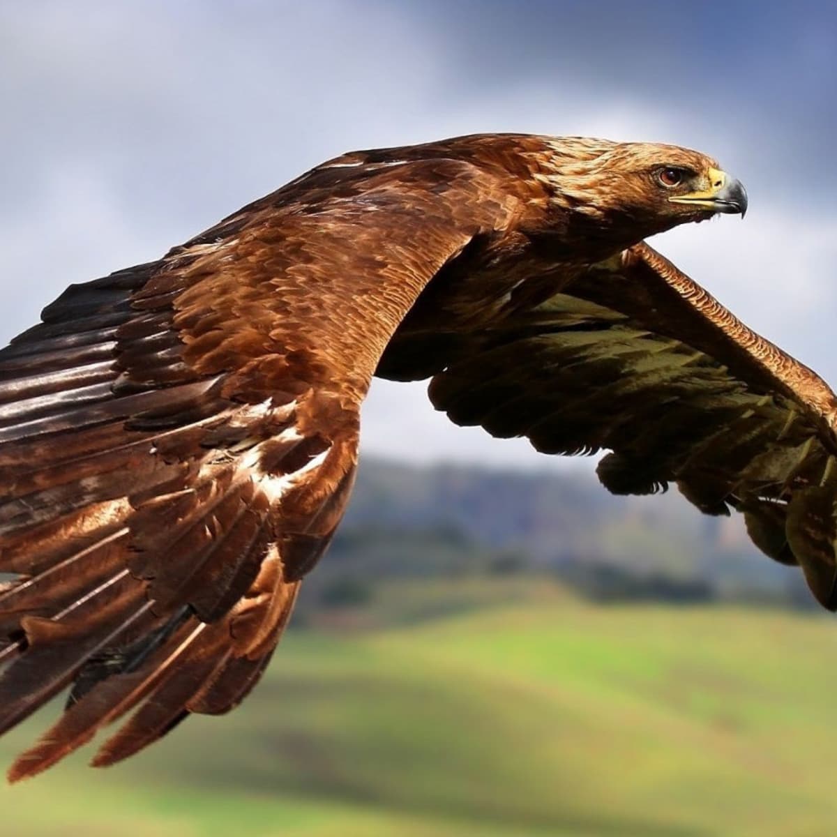 The Great Golden Eagle - HubPages