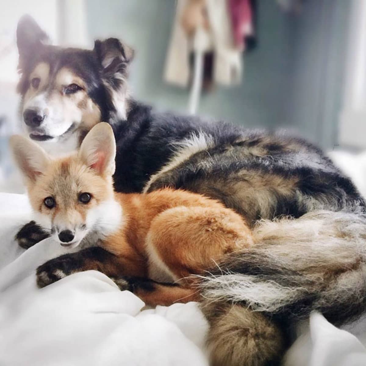 can a dog be part fox