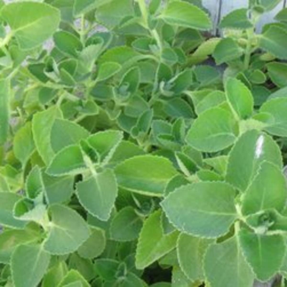 oregano leaves uses
