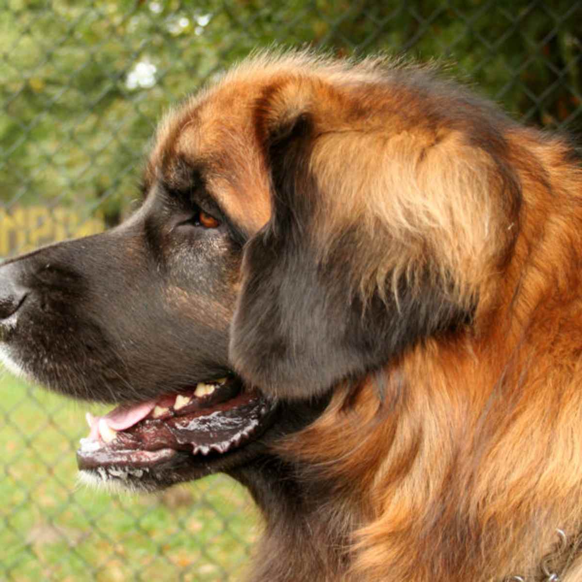 largest leonberger