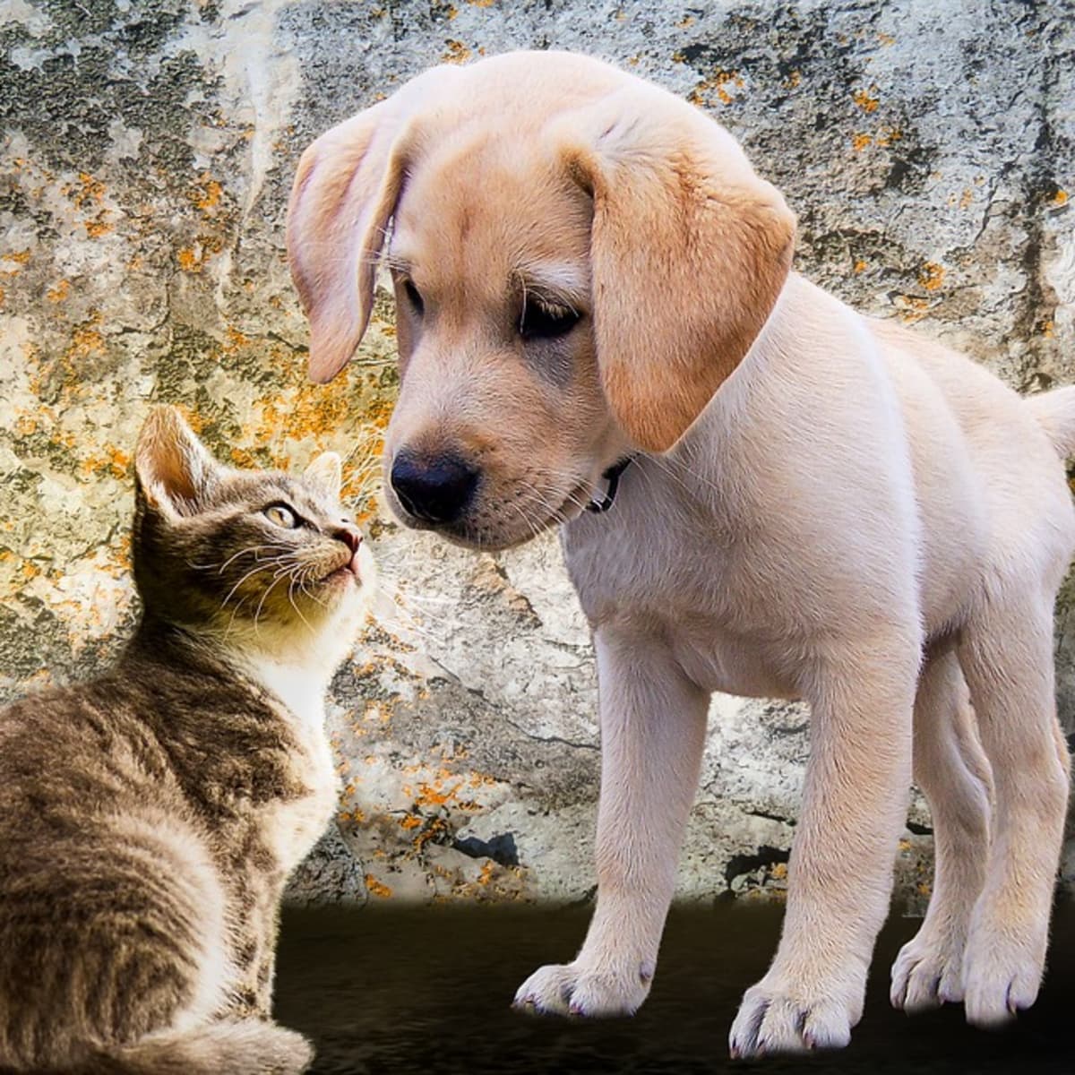 dog and cat pictures together
