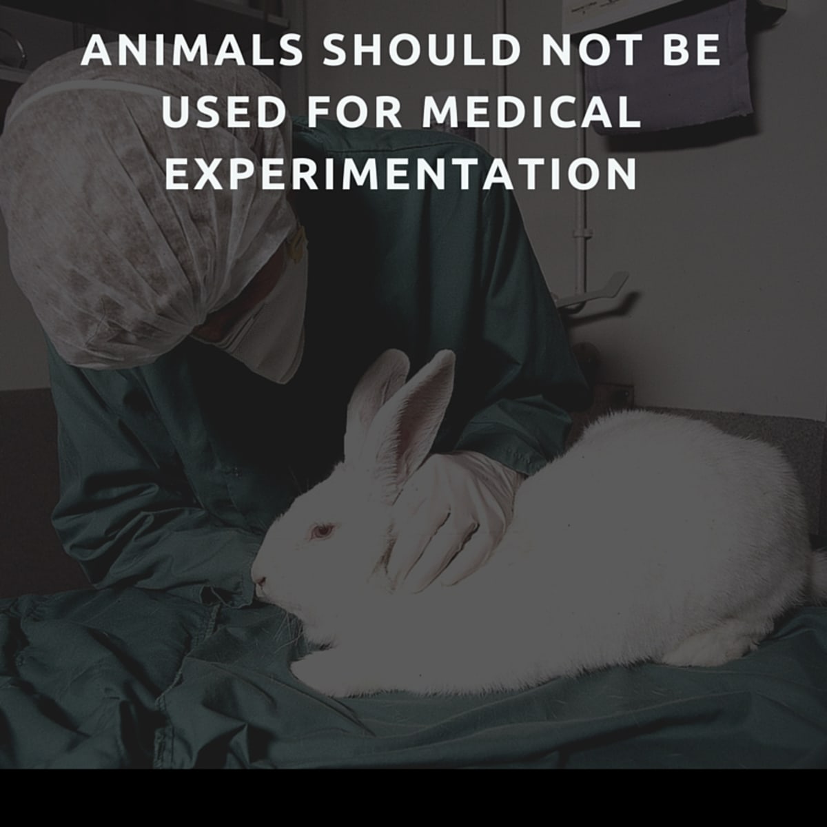 Animals should not be used for medical experimentation - HubPages