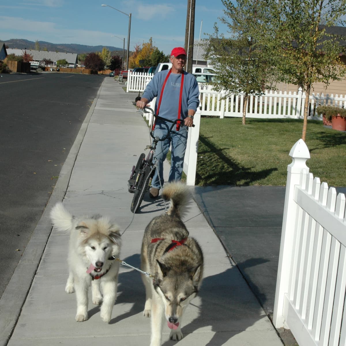 are alaskan malamutes high energy