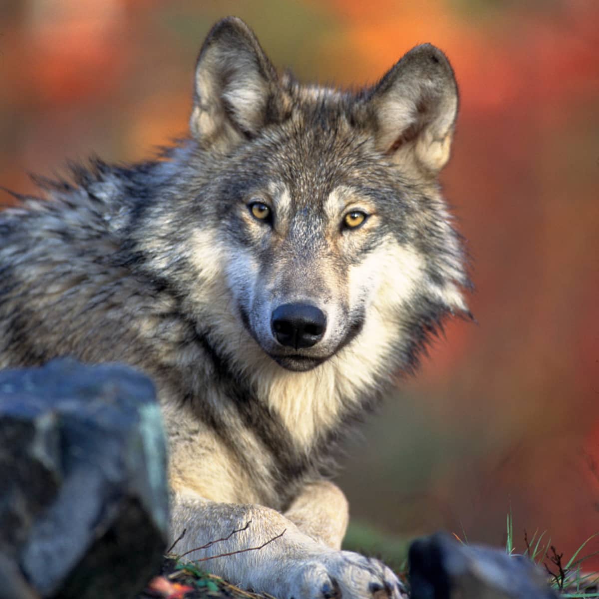 North America Animals Top 10 Endangered Species List - HubPages