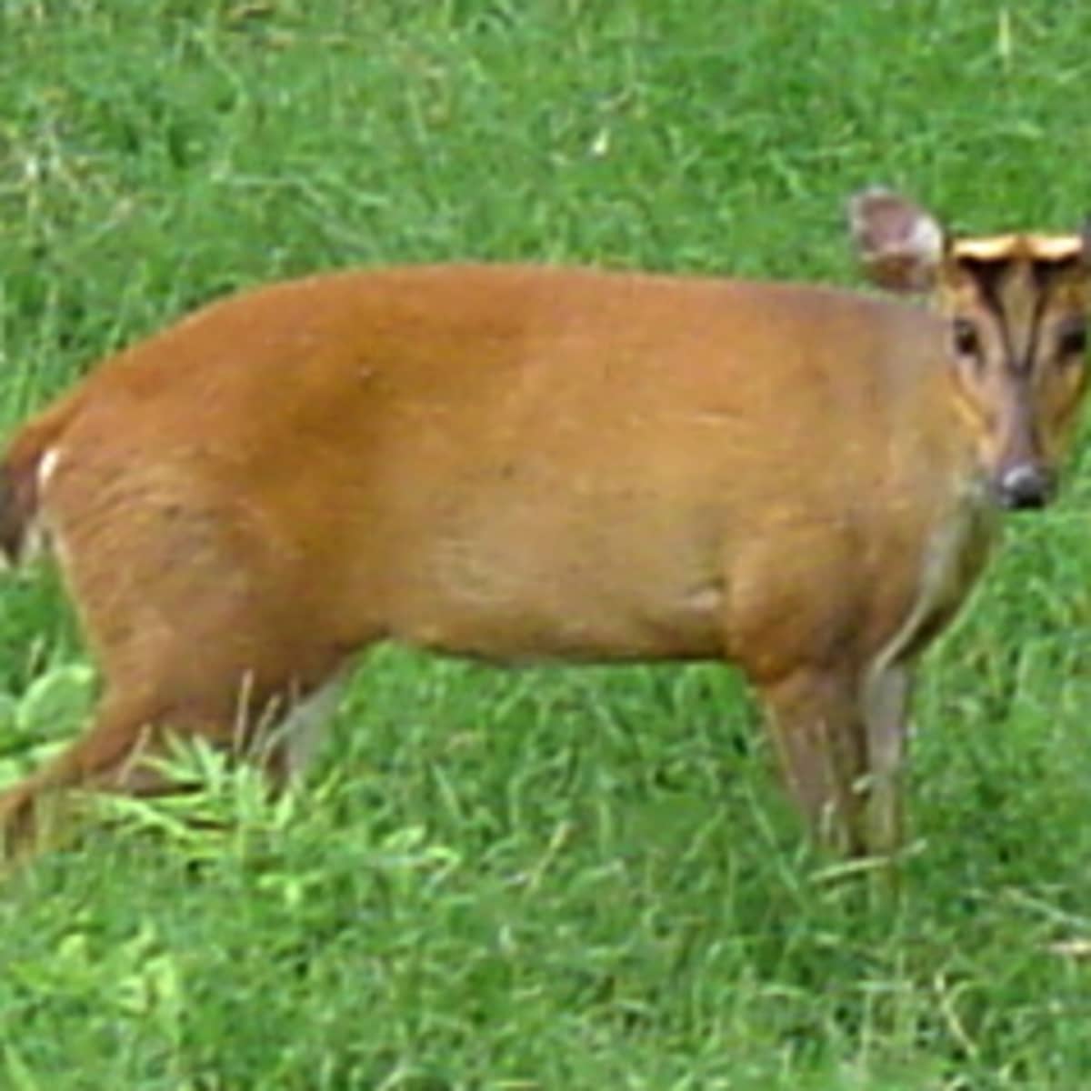 Muntjac Deer – UK Invasive Species - HubPages