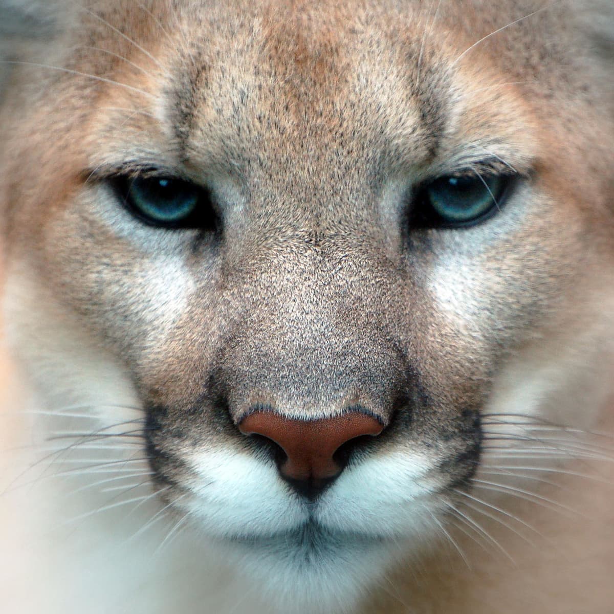 What's growing on: Earth month and the endangered Florida panther