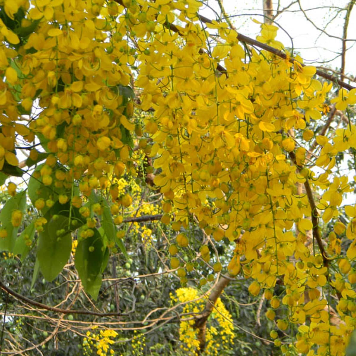 golden shower trees - yellow flowering trees for landscaping