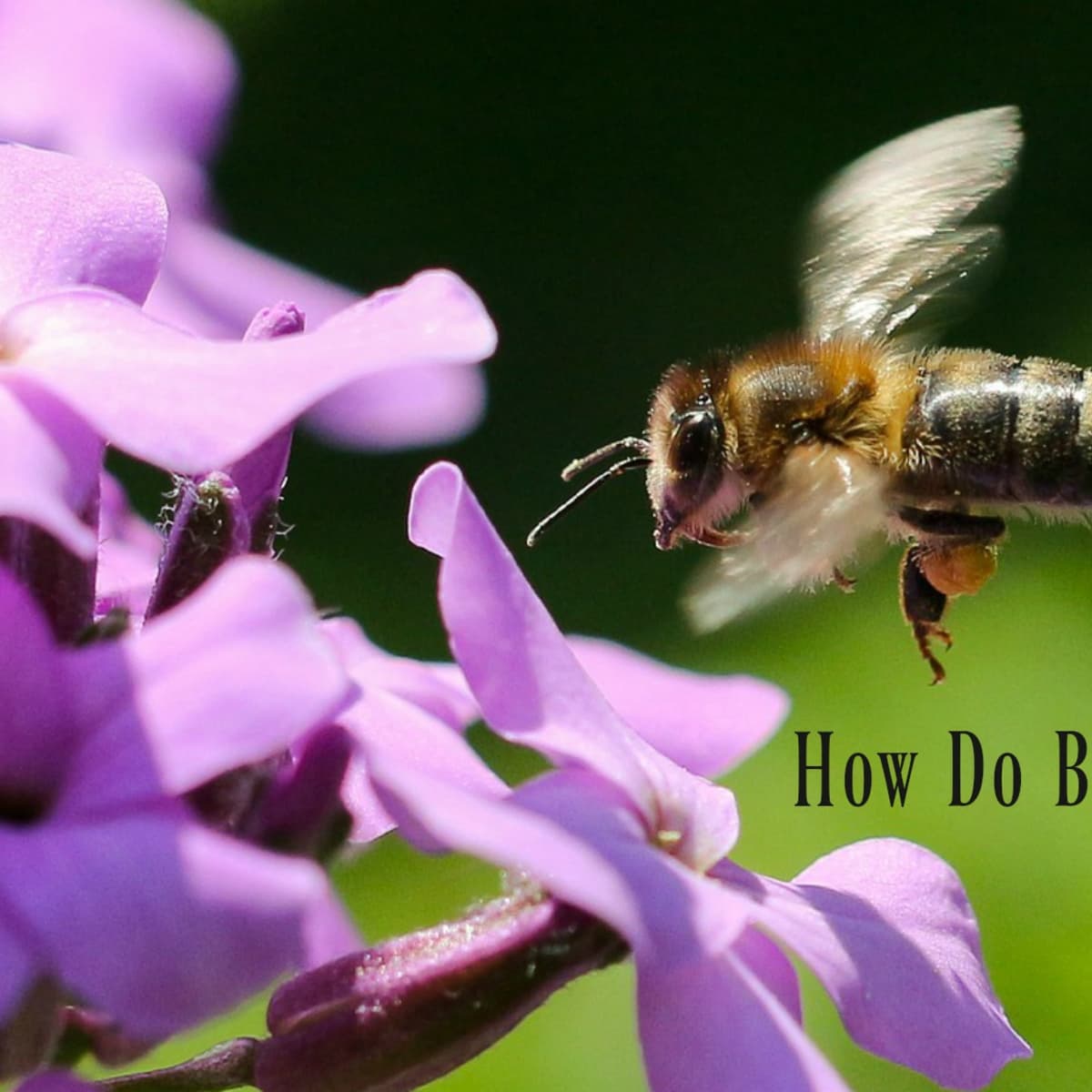 Bumblebee Vs Honeybee: How to Tell The Difference - Covenant Wildlife
