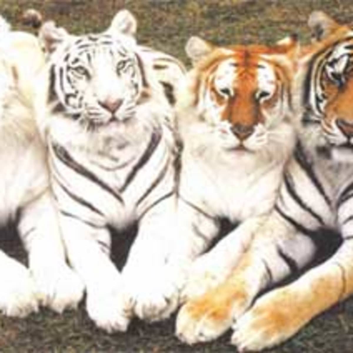 All the colors of the... Tiger? - HubPages