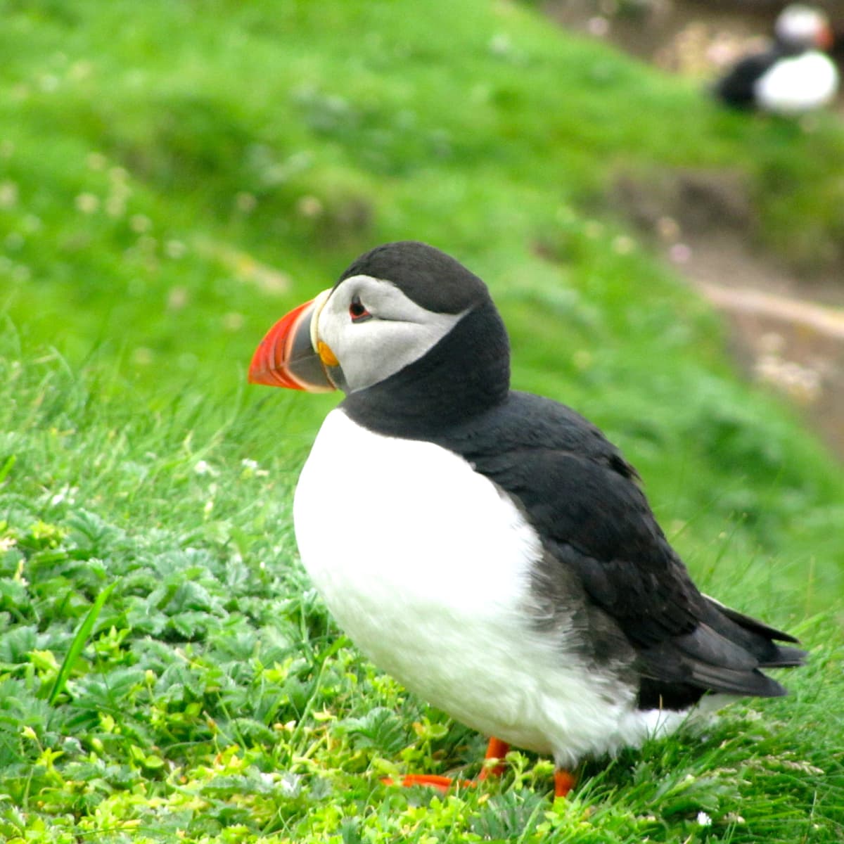 Horned Puffin, Online Learning Center