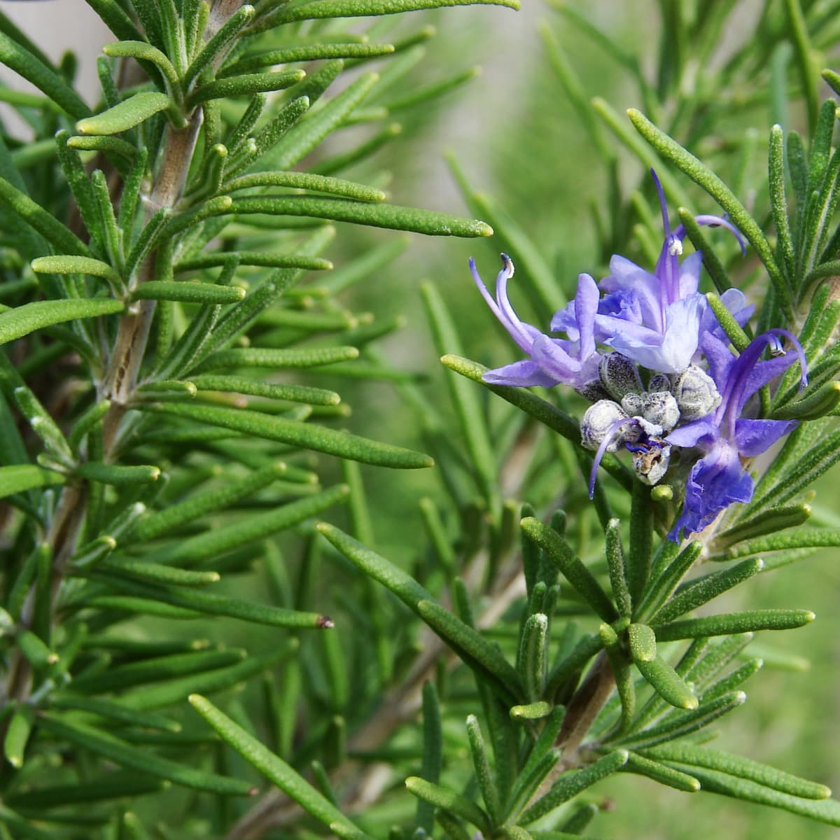 Rosemary Herb, Rosemary Tea, Rosemary Essential Oil - Nutritional And Health  Benefits - HubPages