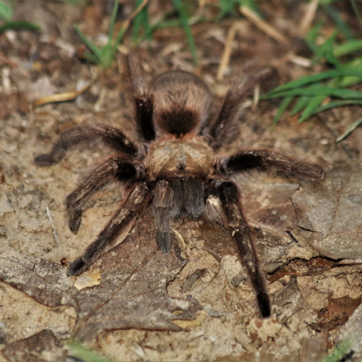 European and Australian spider pictures, information and interestings