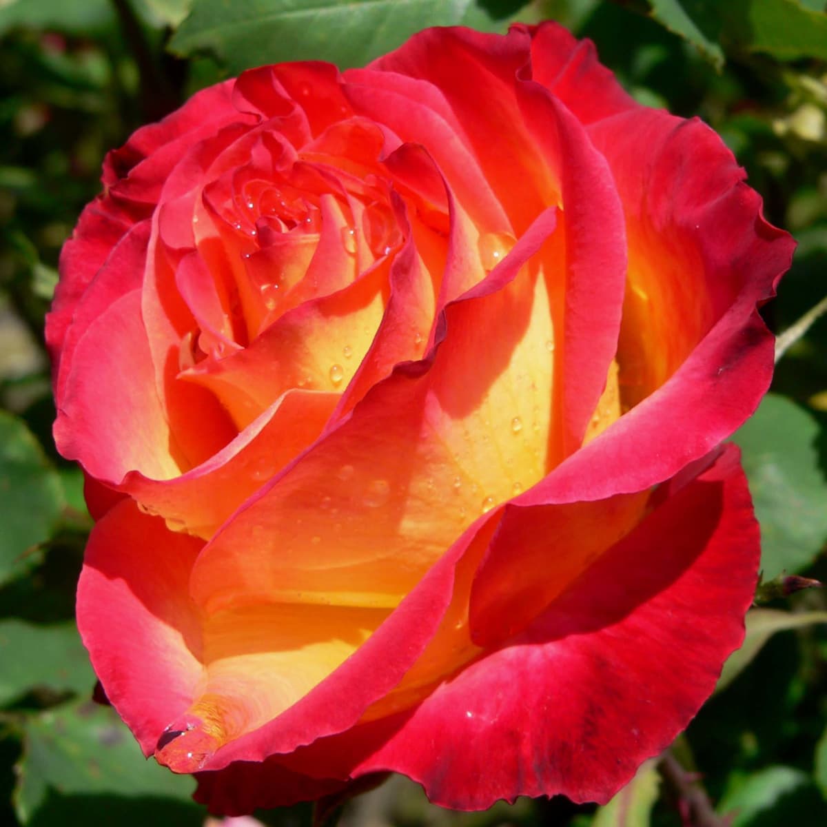 Rose water - Wikipedia