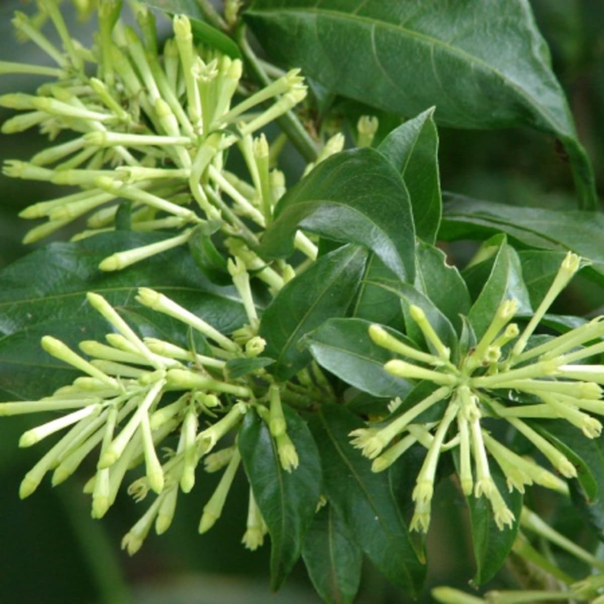 Cestrum Nocturnum (Dama de Noche) - the world's strongest scented plant -  HubPages