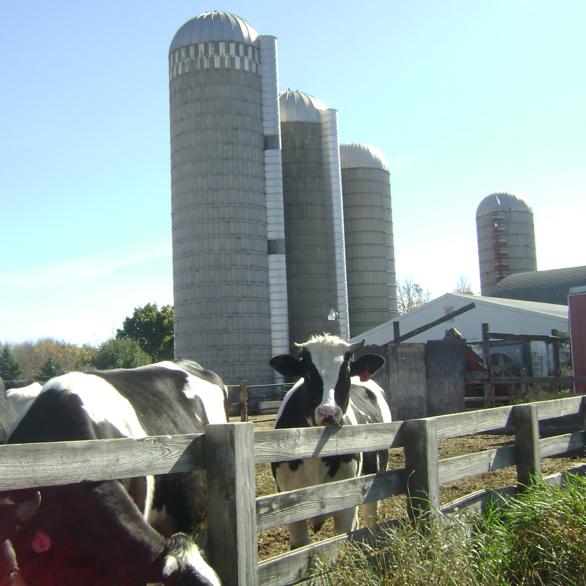 King's Acres - Miniature Jersey Cows