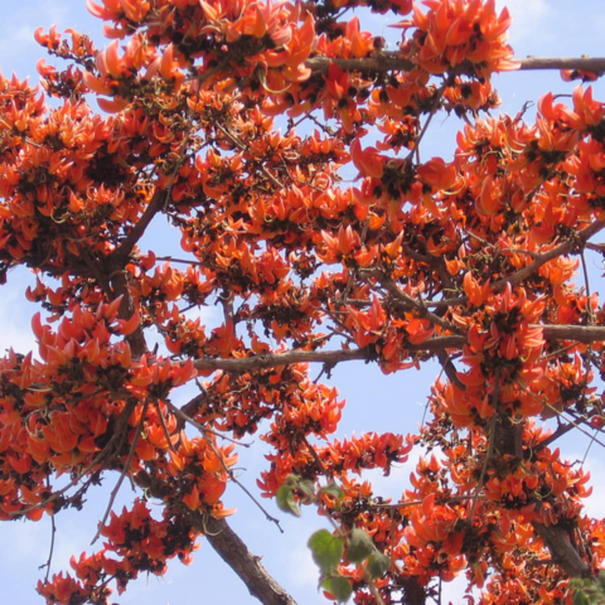 Flame of the Forest - Butea Monosperma - Palash Tree - Some Uses and Health  Benefits - HubPages