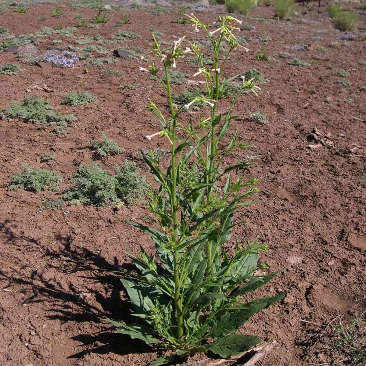 The Four Lives of Nicotiana attenuata