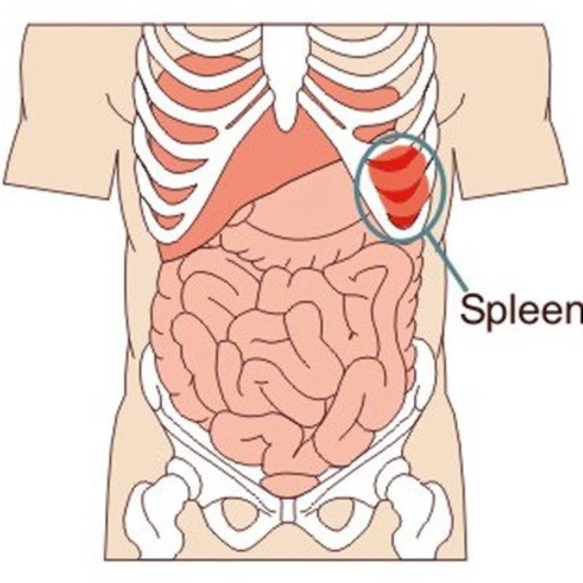 Spleen: Function, Location & Problems