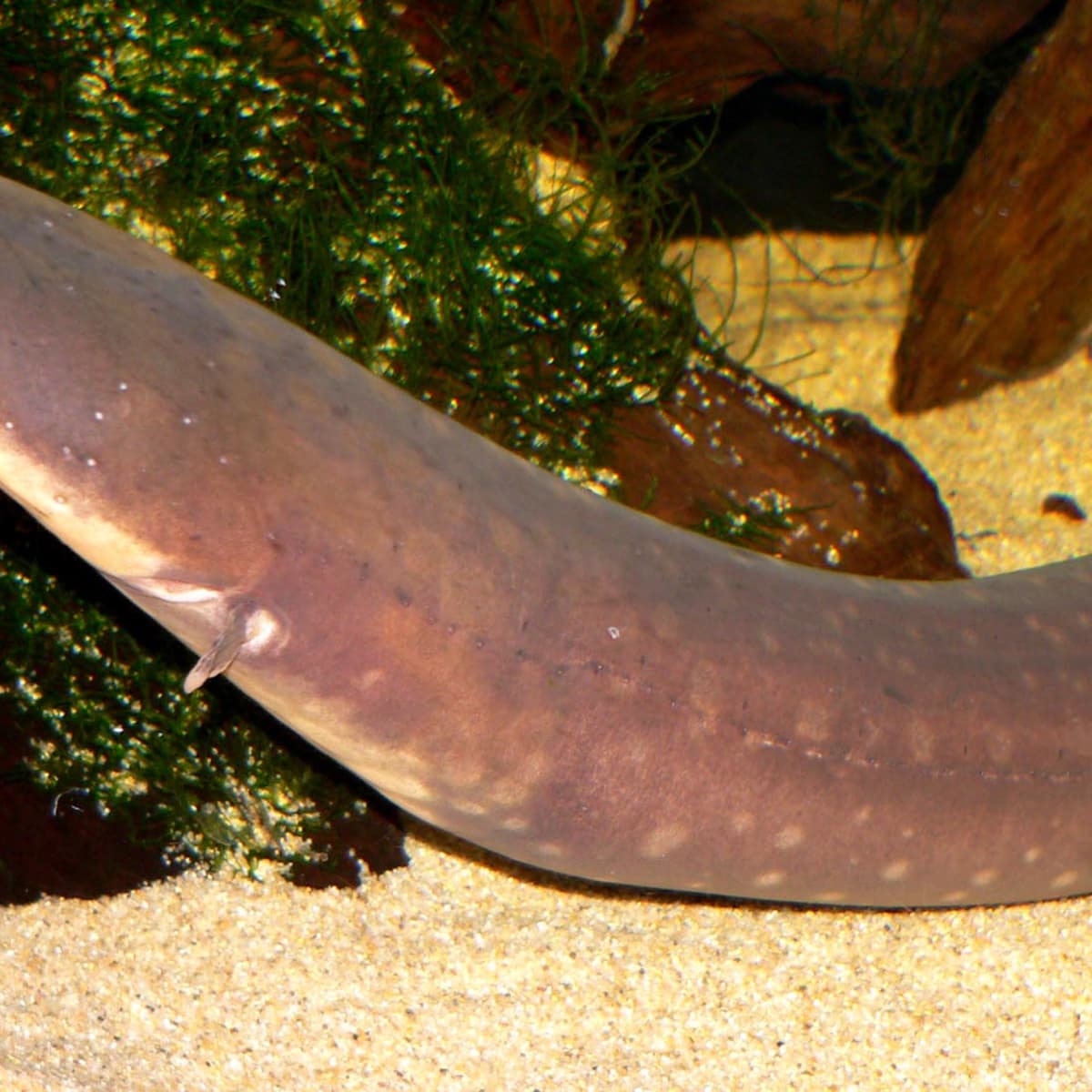 Electric Eel - The Most Powerful Electric Fish - HubPages