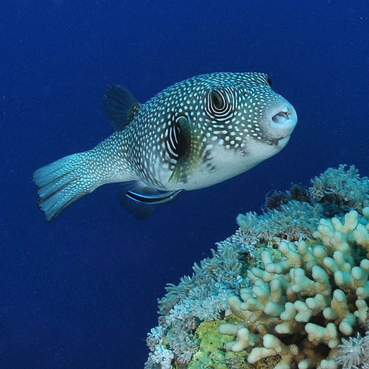 Facts about Amazing Puffer Fish - A Marine Wonder - HubPages