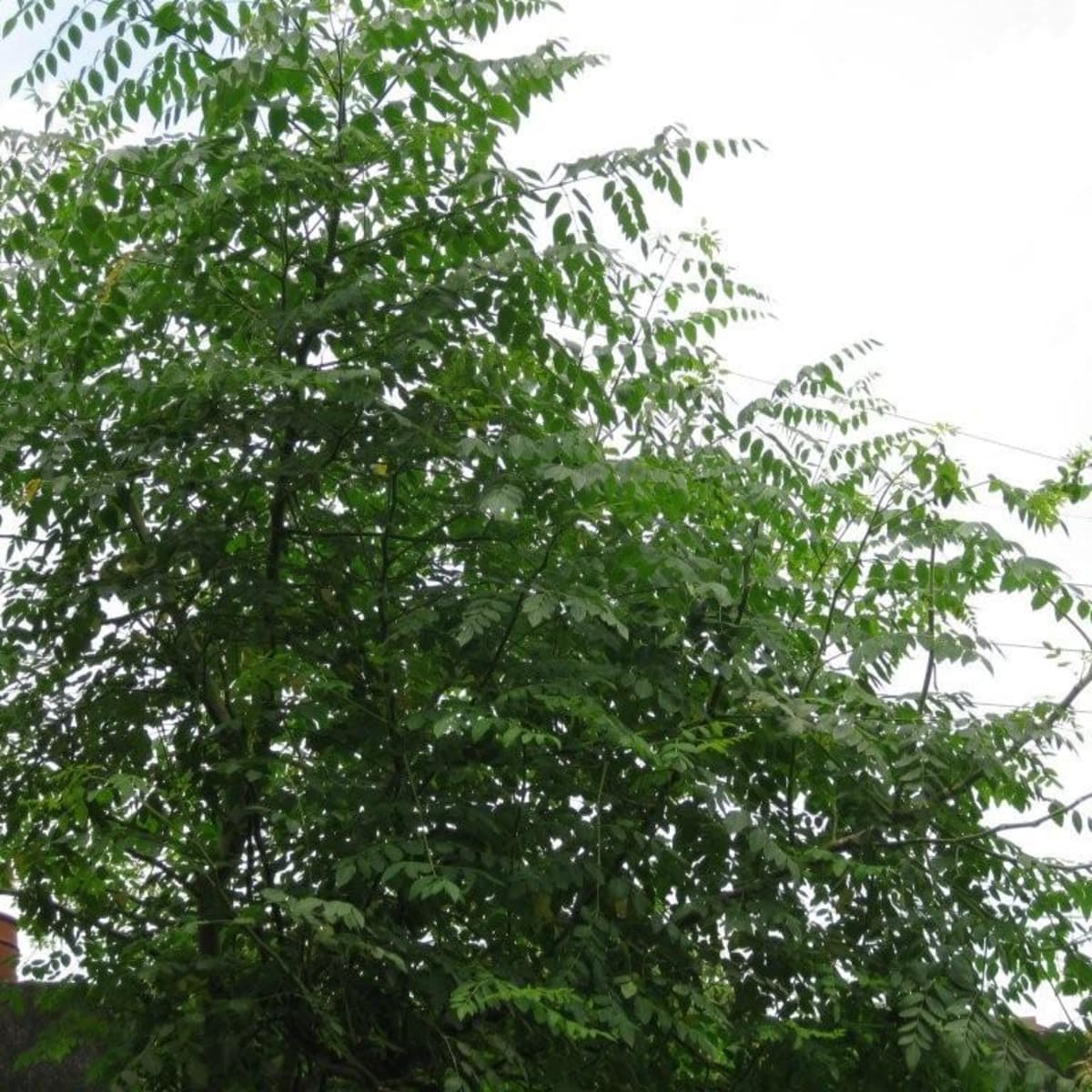 moringa tree in the bible