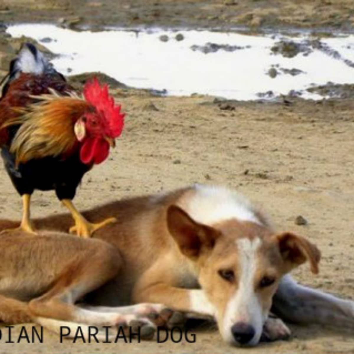 can a australian shepherd and a indian pariah dog be friends