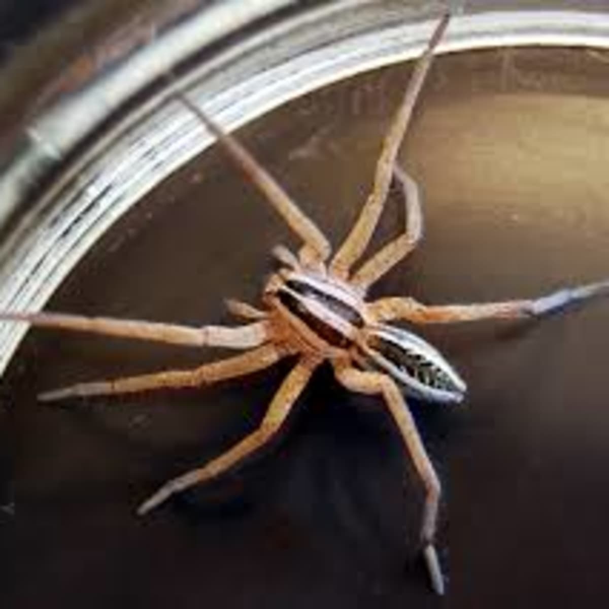 Are The Wolf Spiders In McKinney Something To Worry About?