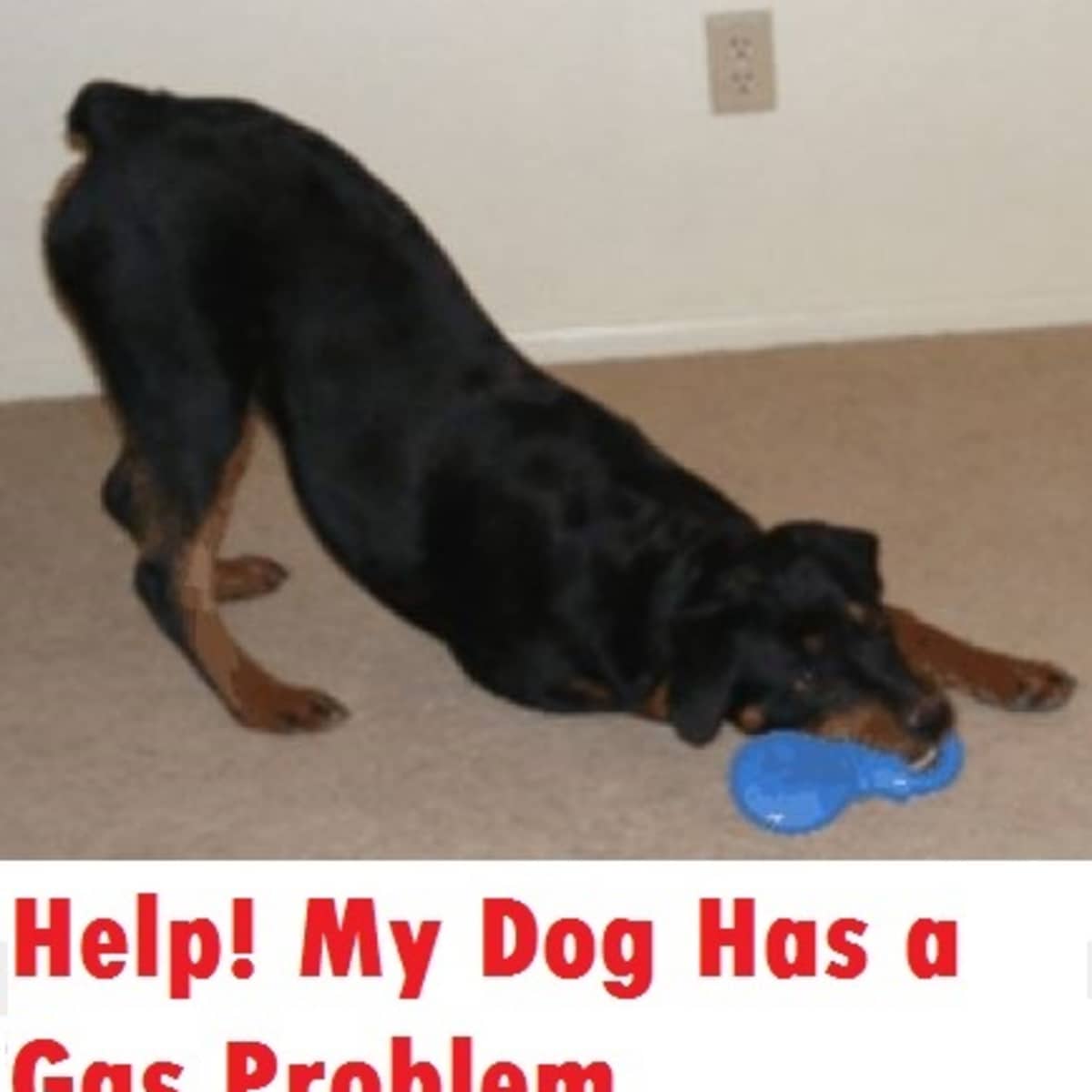 How Can I Help My Puppy With Gas
