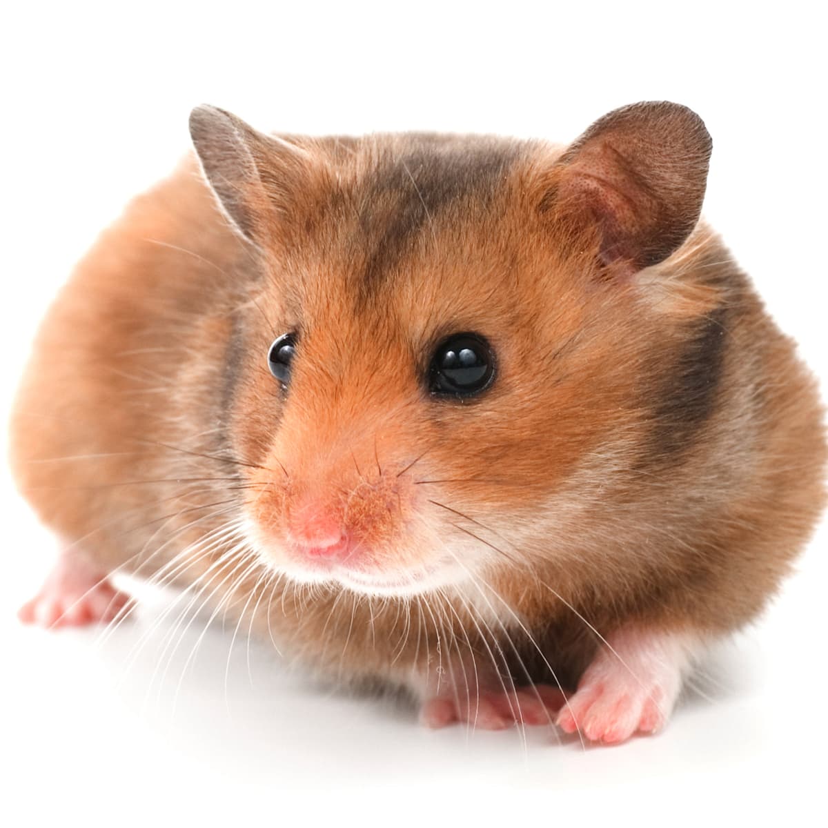 5 Types of Dwarf Hamster Breeds