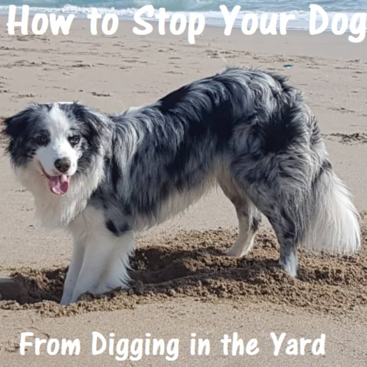 Why Does My Dog Dig? Identify And Channel Your Dog's Digging Instincts