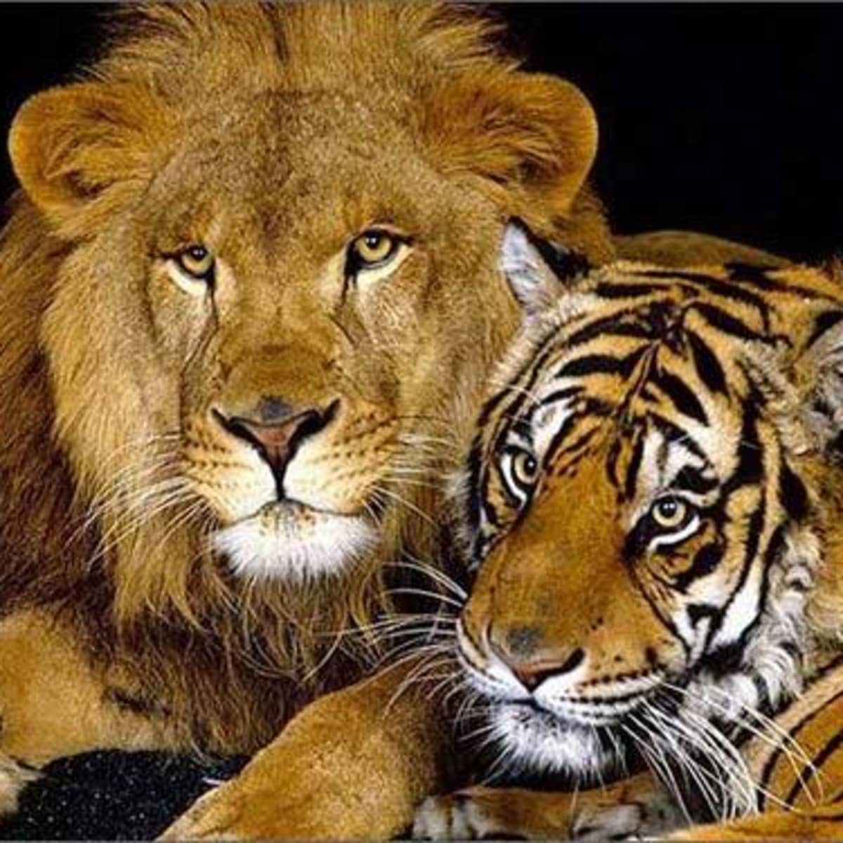 types of lions and tigers