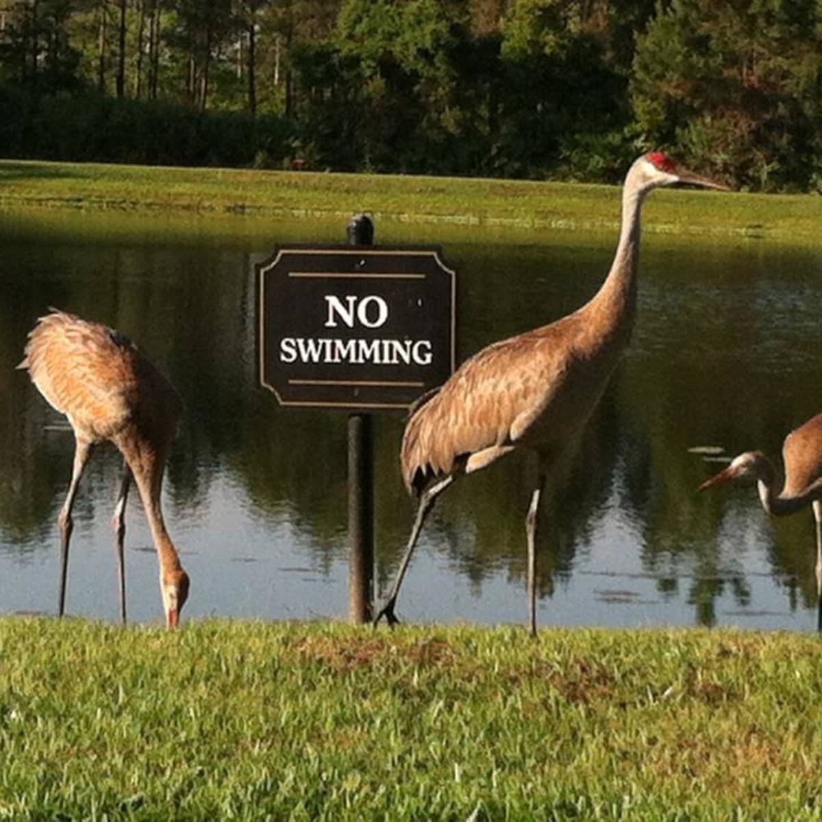 Seashells by MillhillSandhill Cranes, The Big Birds of Florida