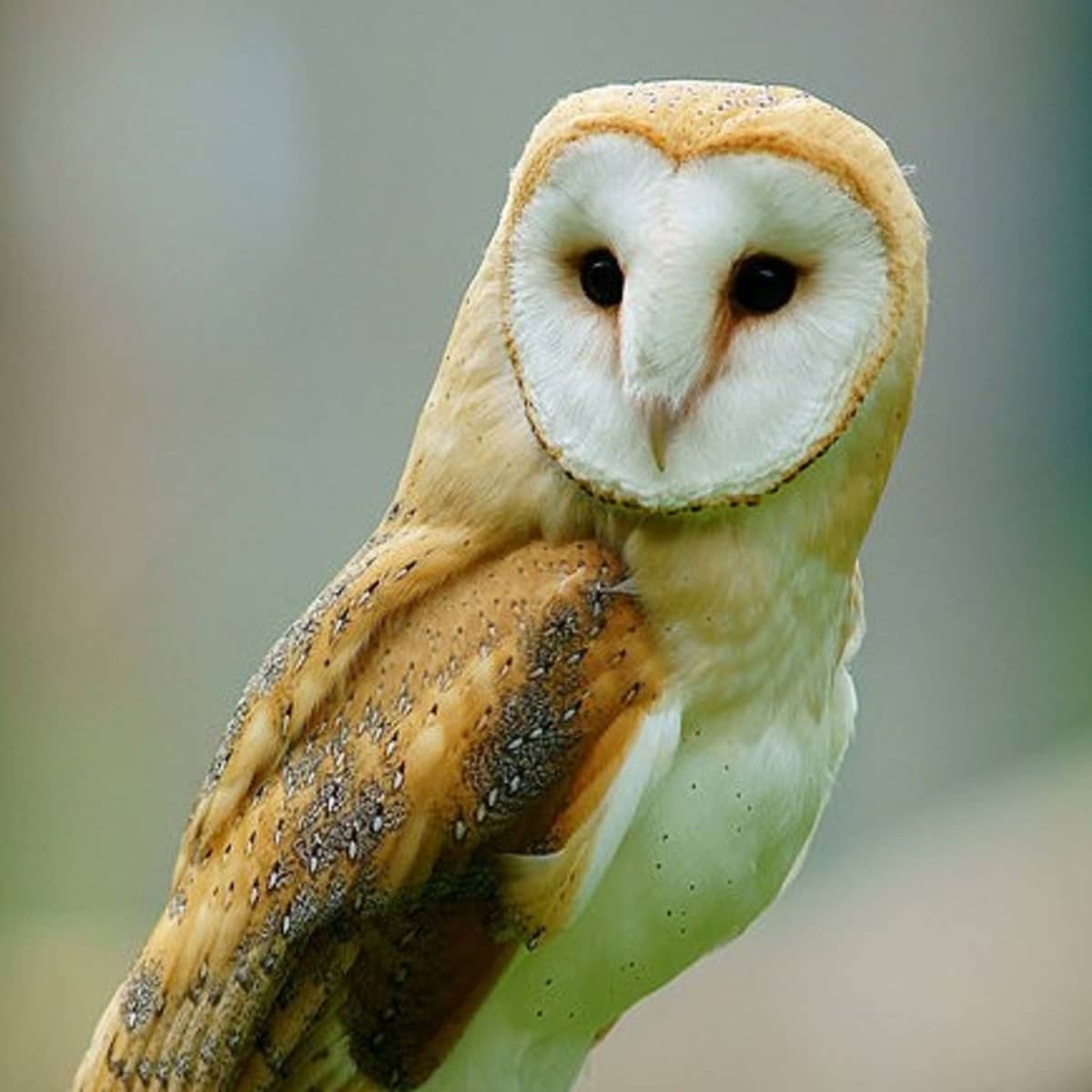 Barn Owl Pellets  United Art & Education