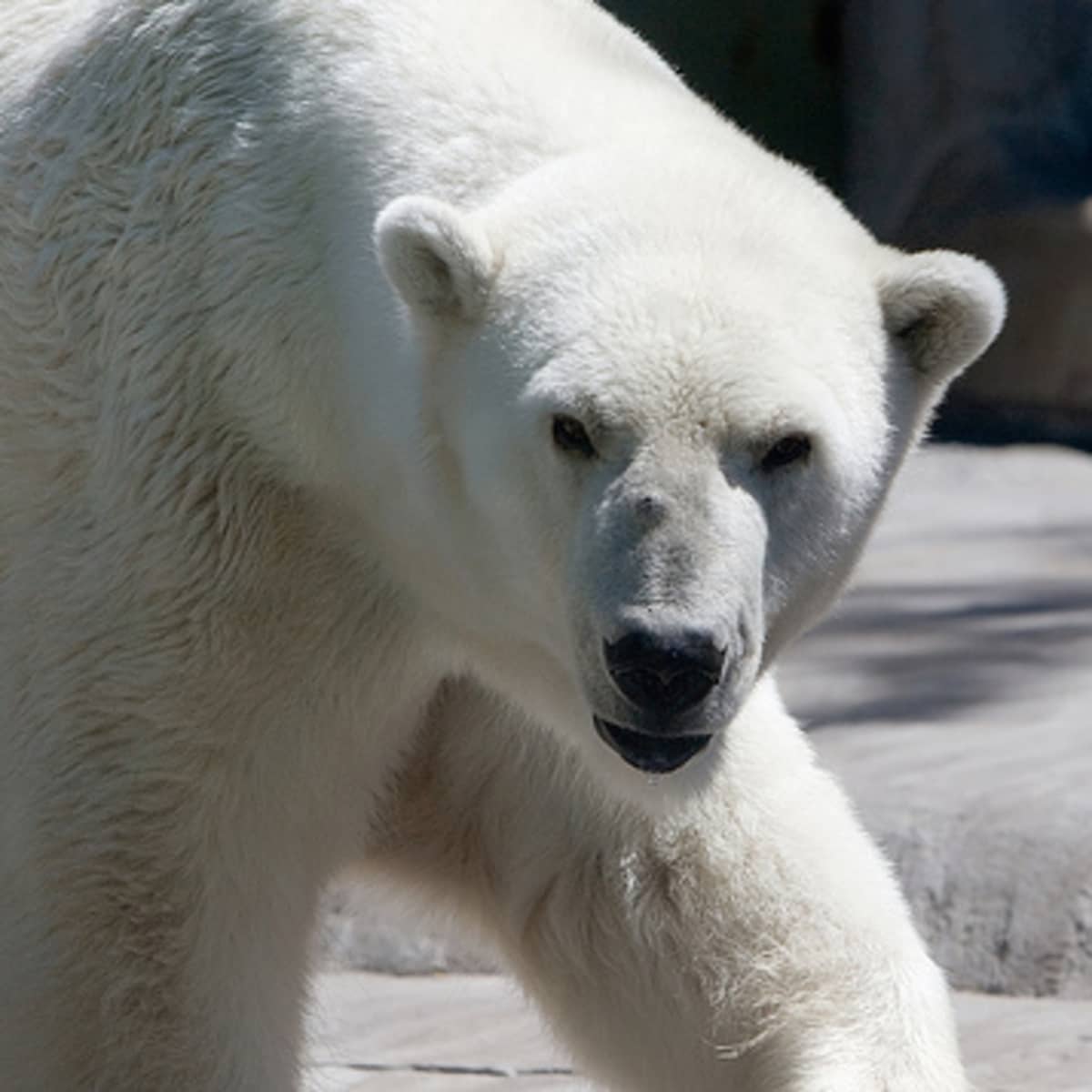 BBC Earth - Mama bear 🐻 ⁣ The term mama bear doesn't come from