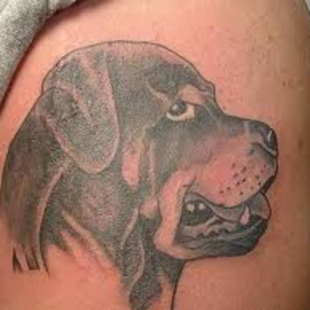 11 Reserved Rottweiler Tattoos  Tattoodo