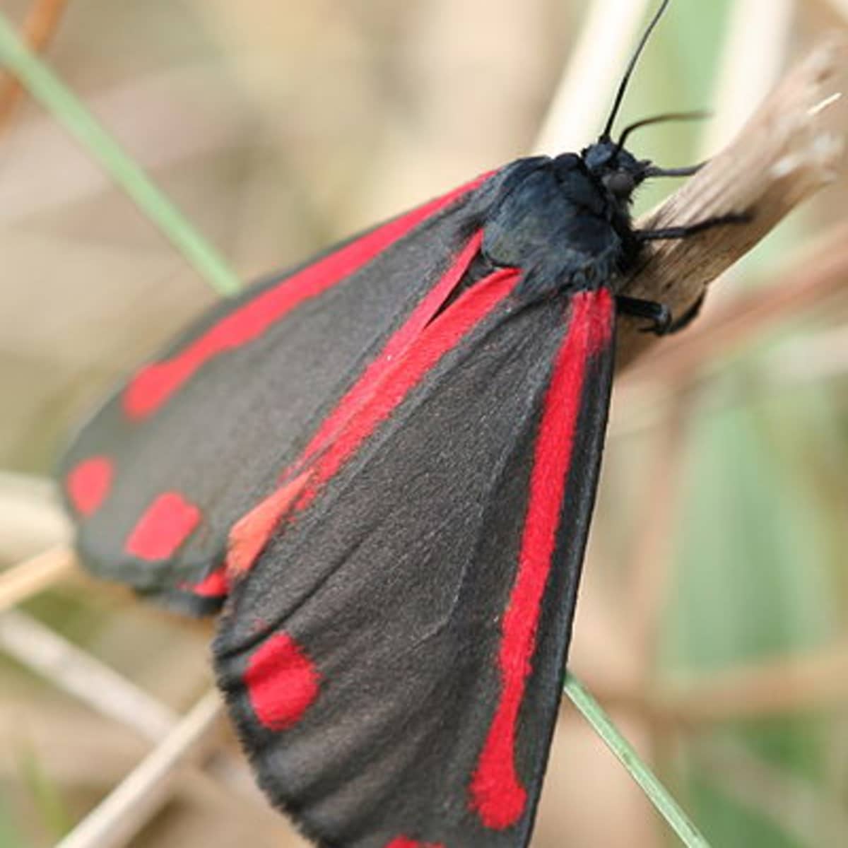 Cinnabar  Butterfly Conservation