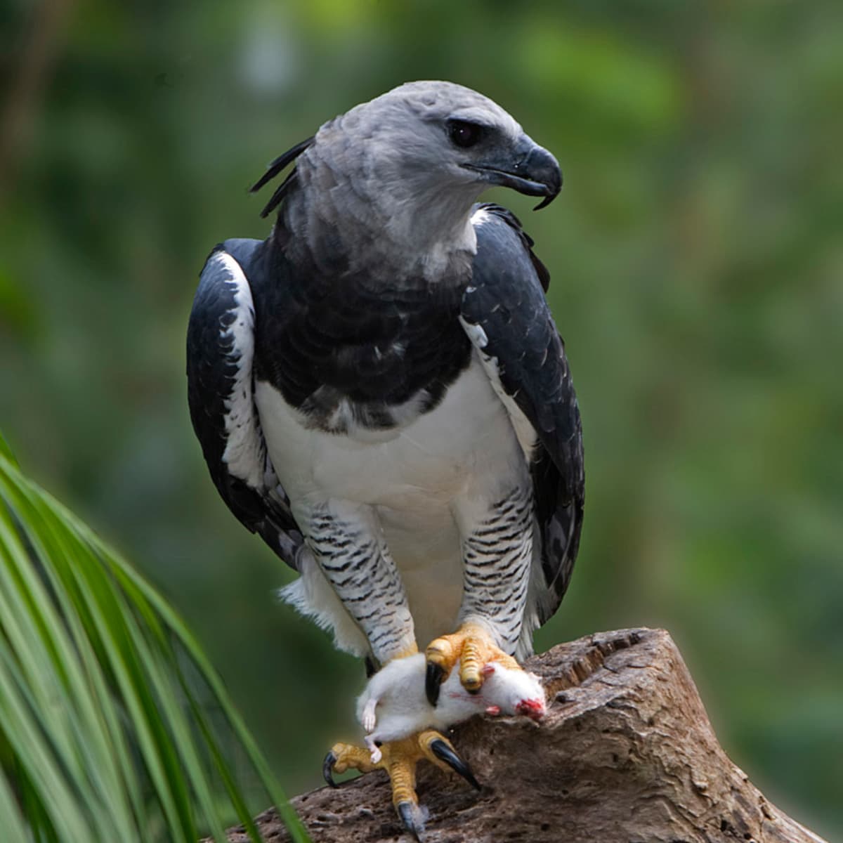 Harpy eagle – The Dallas World Aquarium