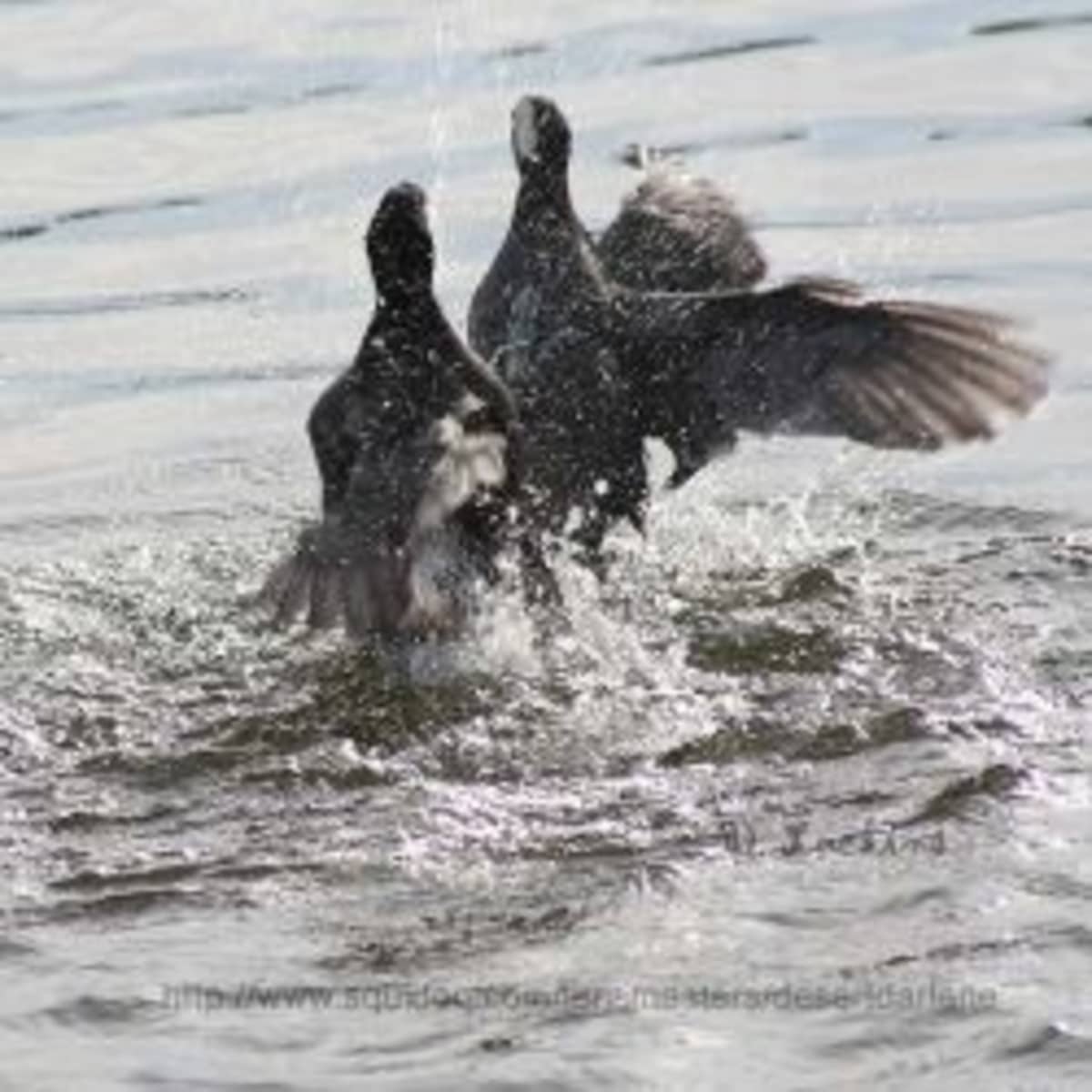 1200px x 1200px - The Interesting and Aggressive American Coot - HubPages
