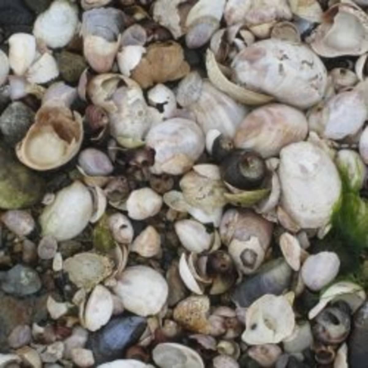 Boat Storage Question (Clam Shells)