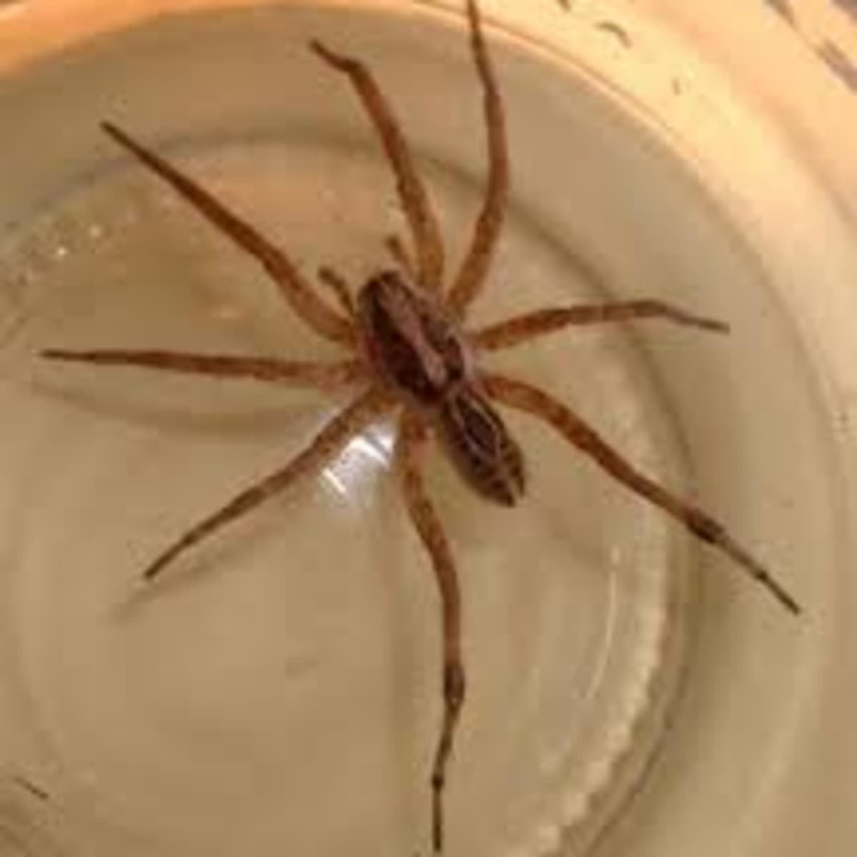 Wolf Spider Bite, This is what a bite from the largest wolf…