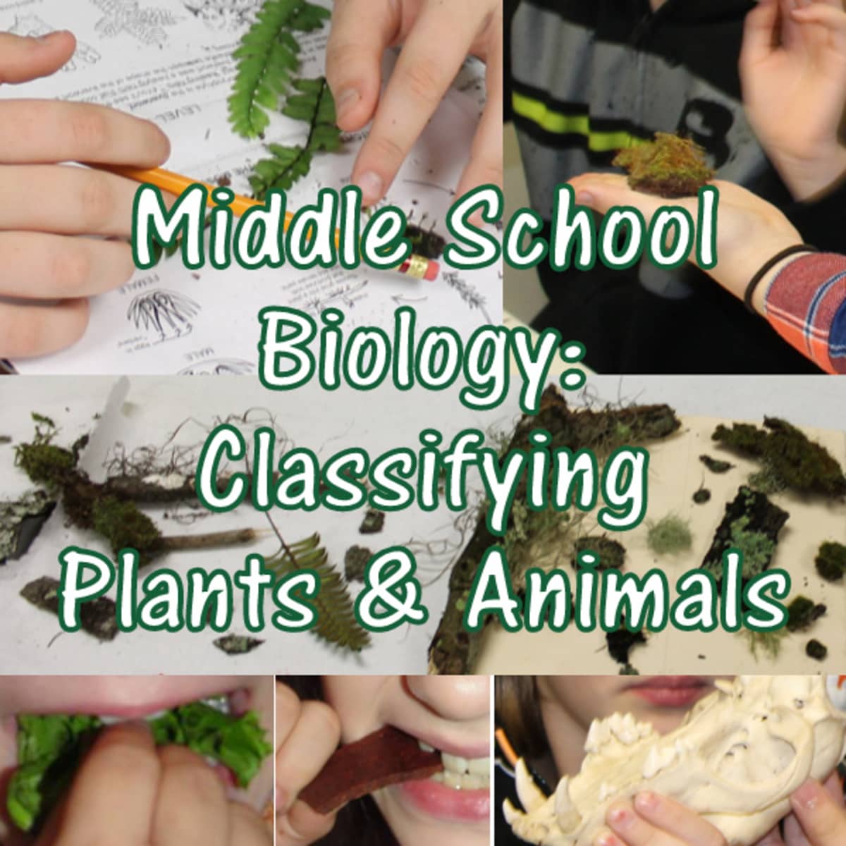classifying plants and animals