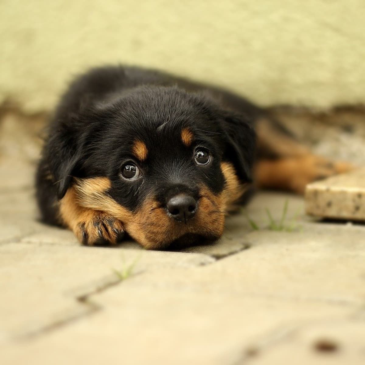 Shih Tzu Rottweiler Mix - Learn About the Shihweiler - HubPages