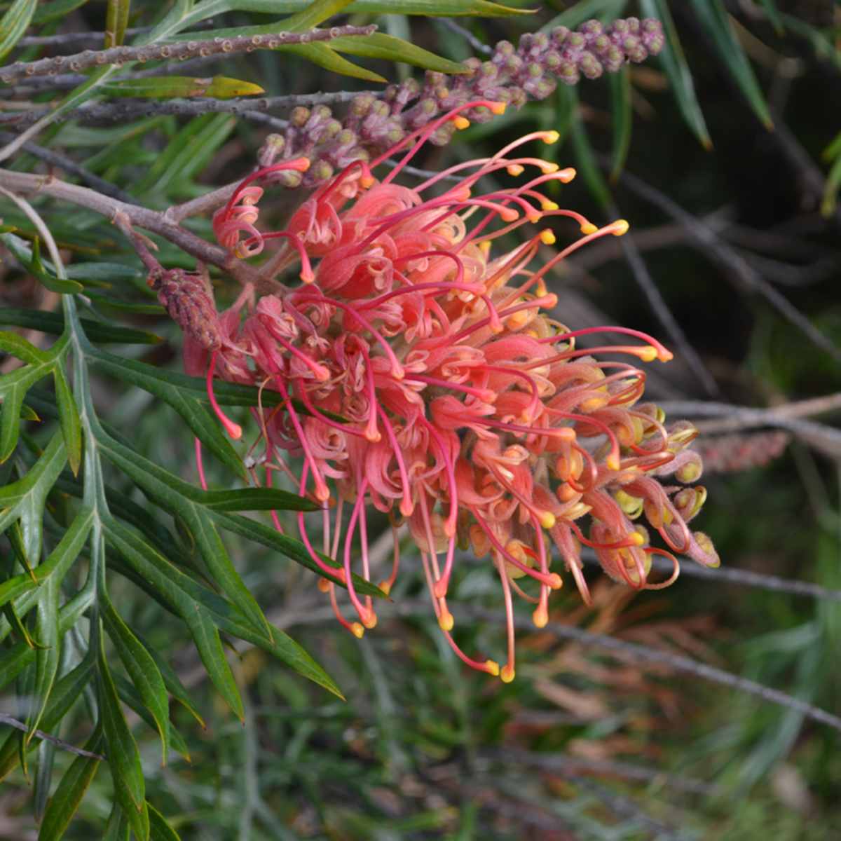 Australian Plants: Surviving With Water