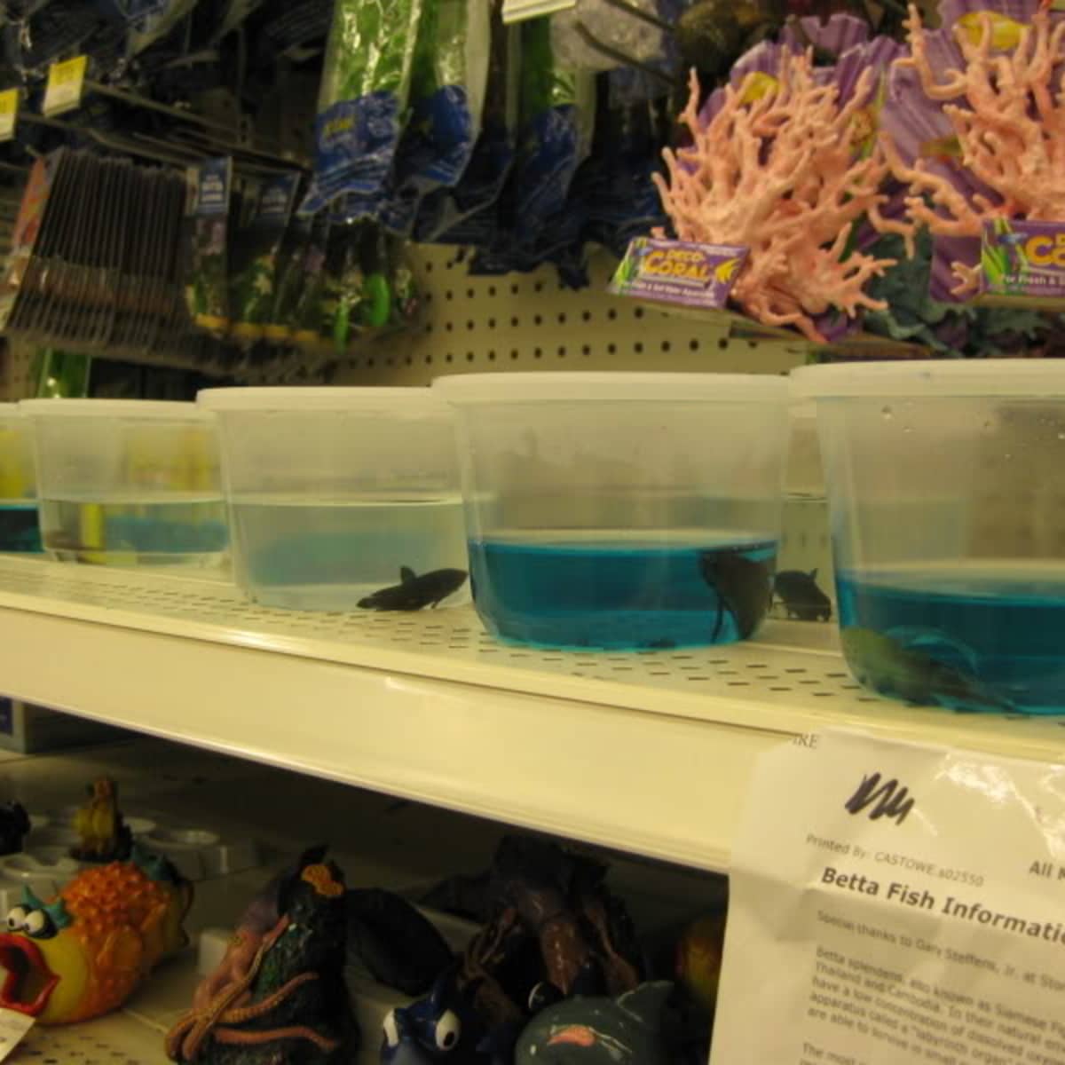 Rescuing Fish from Walmart - HubPages