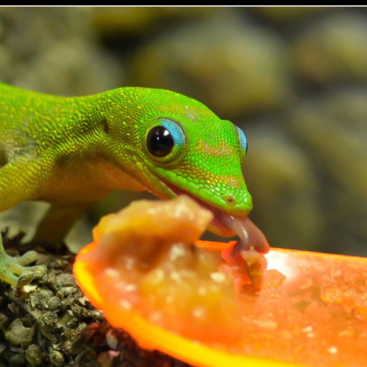Phelsuma Gecko Species Commonly Available as Pets - HubPages