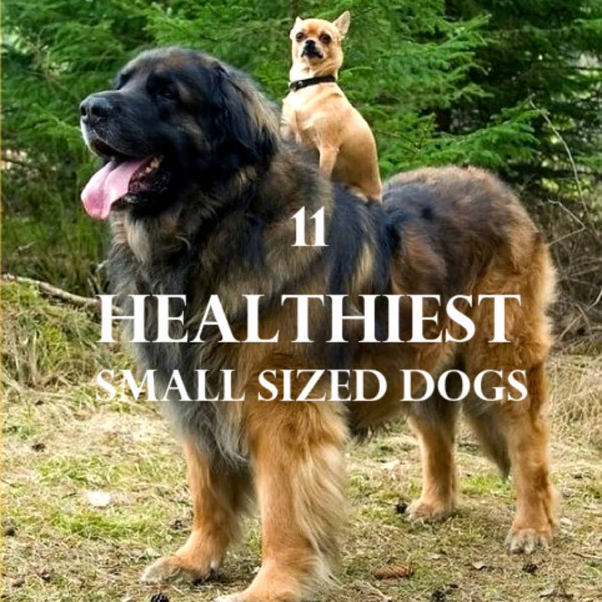 what is the healthiest small dog breed